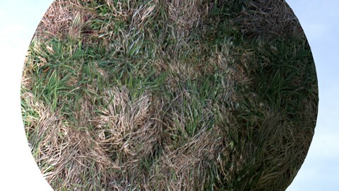 Dry Grass 7 PBR Material