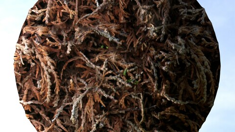 Dry Hedge 1 PBR Material