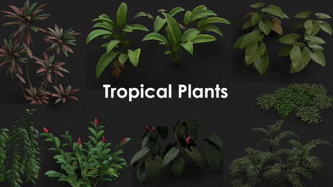 Tropical Plants Package