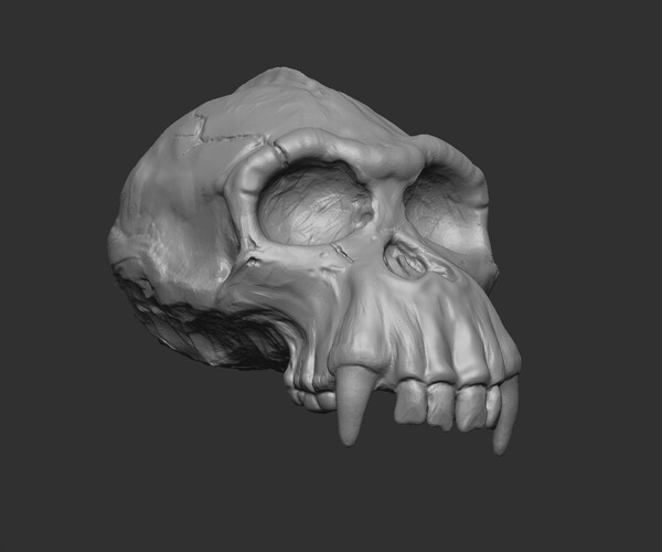 zbrush core torrent