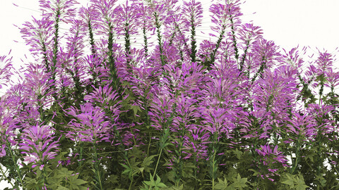 Set of Pink Spiny Spider flower Plants (Cleome spinosa) (2 Plants)