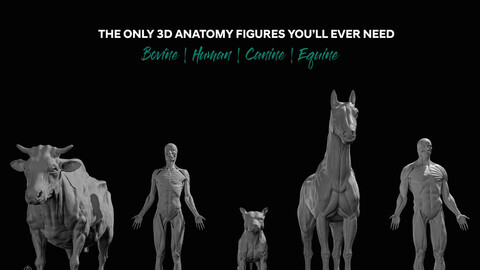 Human & Animal Anatomy Figures