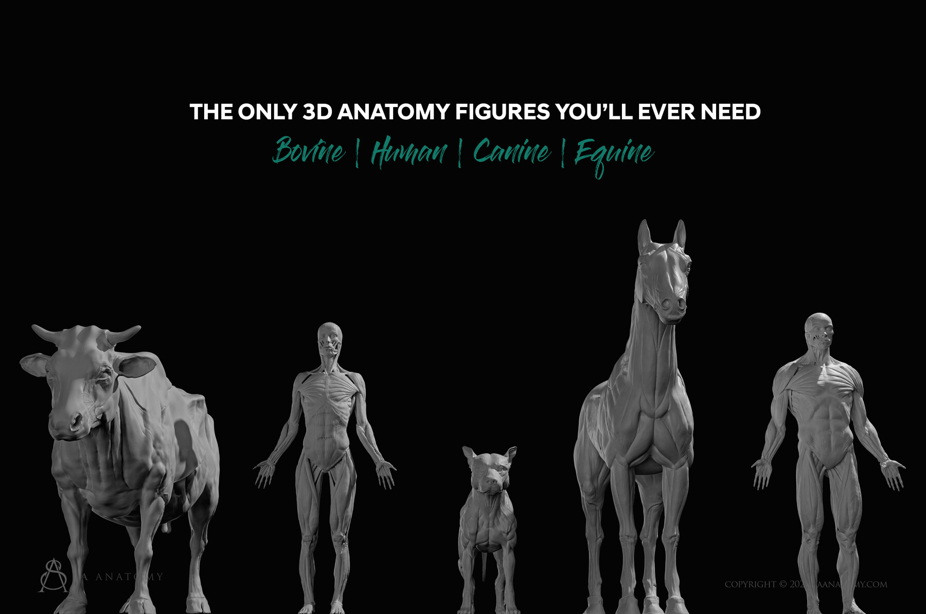 ArtStation - Human & Animal Anatomy Figures | Game Assets
