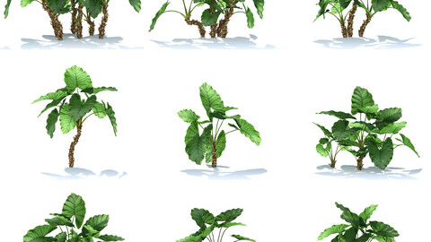 Alocasia macrorrhiza