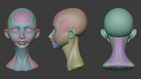 Stylized Head *Anatomy