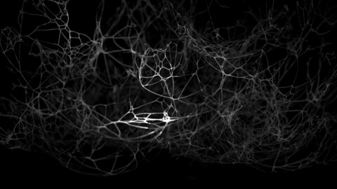 50 Cobwebs and Spiderwebs