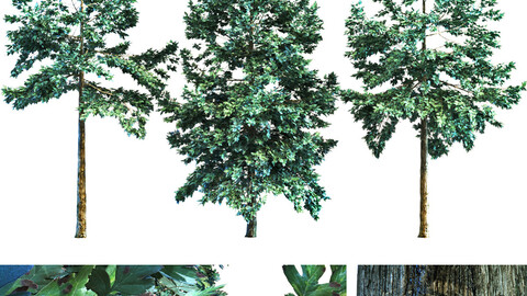 3 oak tree PBR