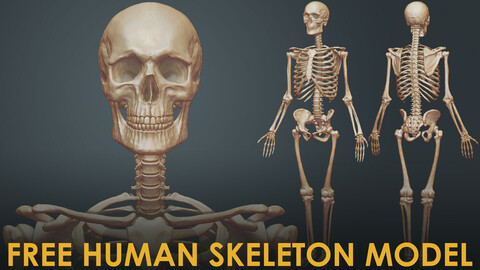 Free Male Human Skeleton