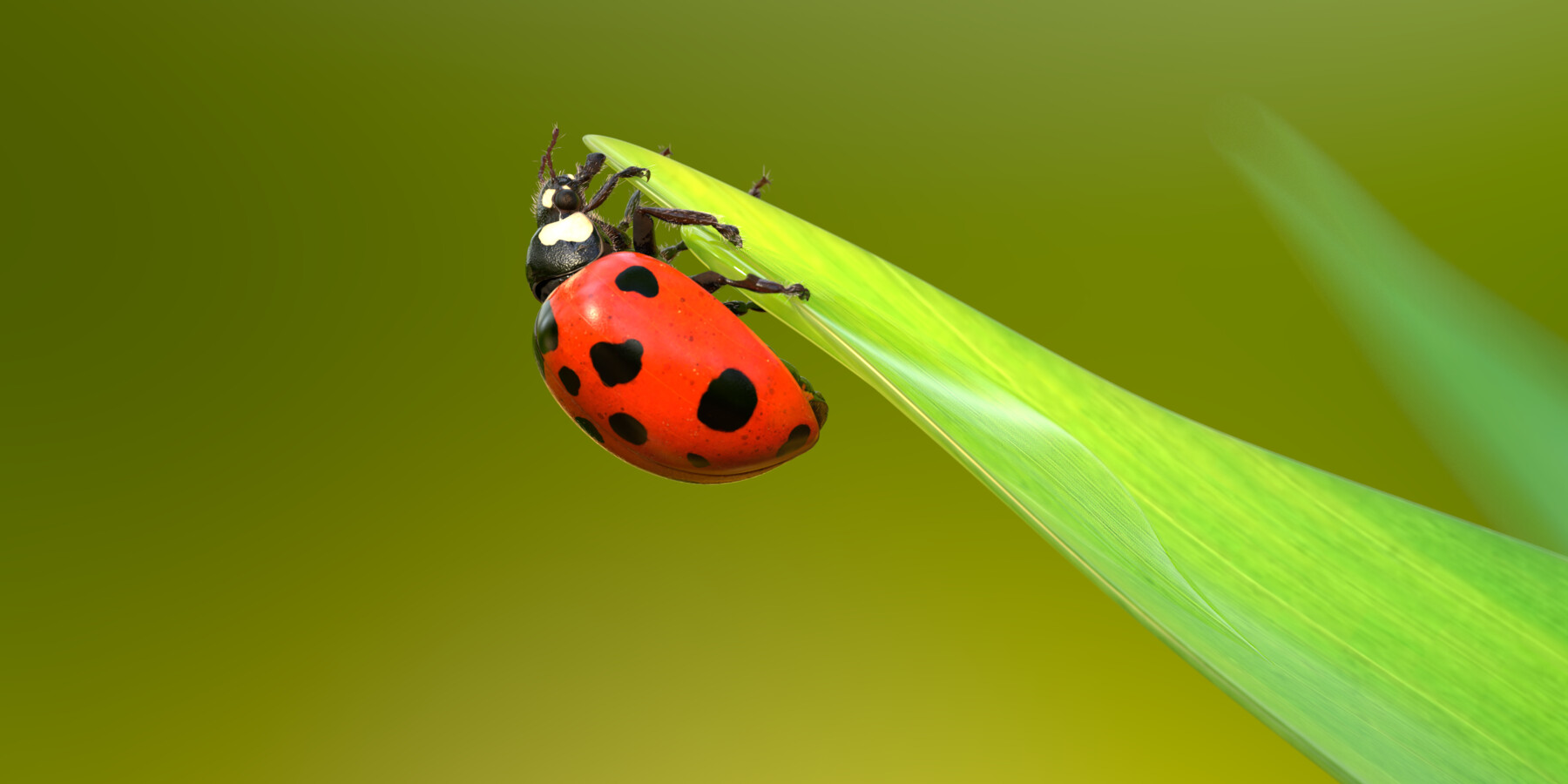 ArtStation - Hyper Realistic Ladybug Rig | Resources