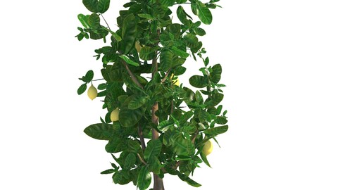 lemon tree