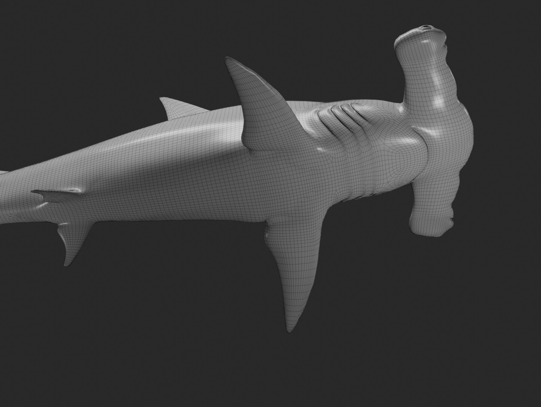 ArtStation - hammerhead shark basemesh obj | Resources