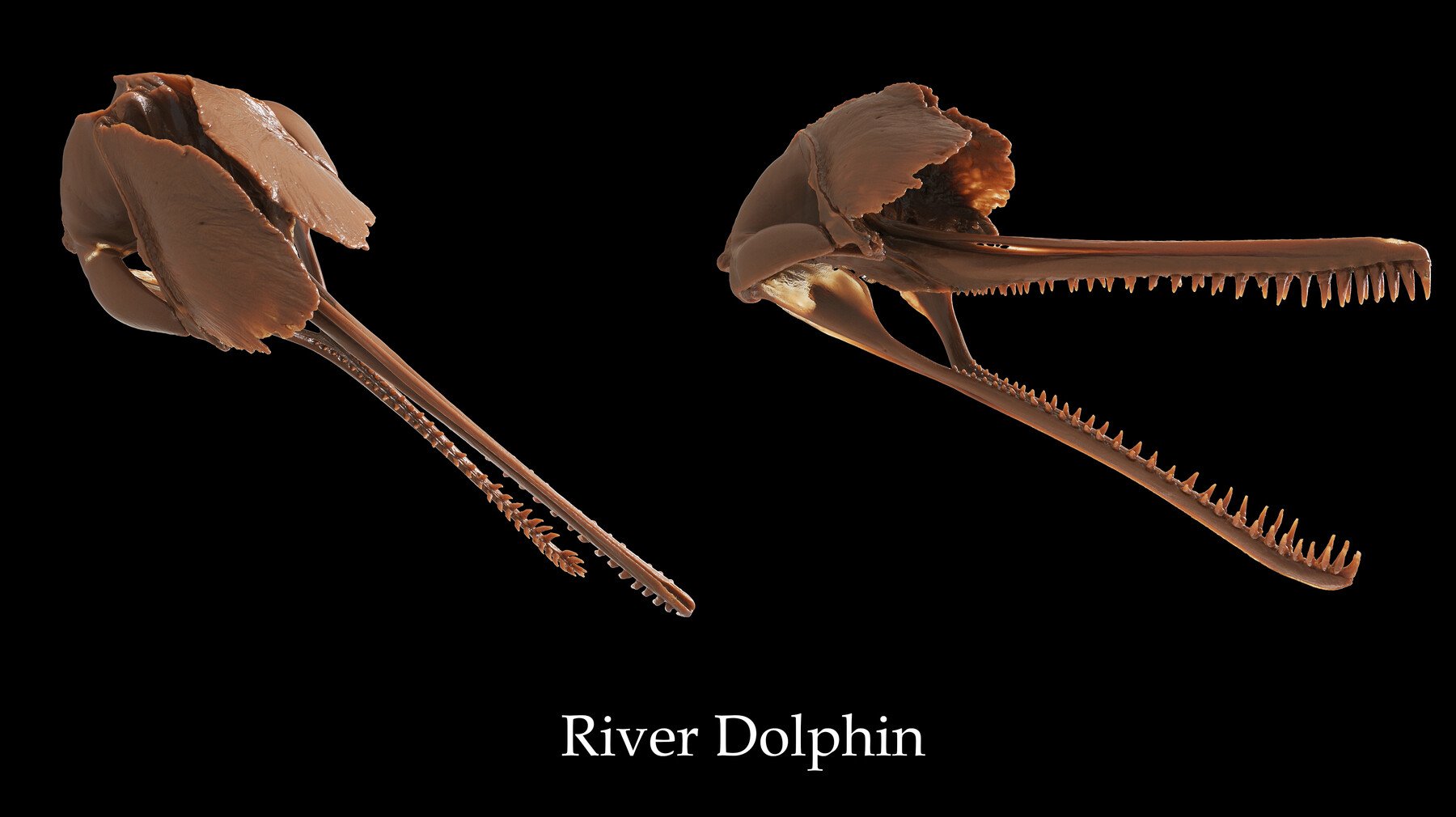 3d print stl files of evolution skulls