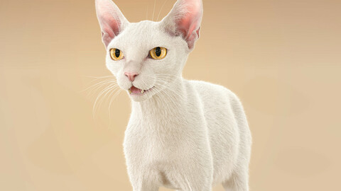Cat White Fur Shorthair XGen Core