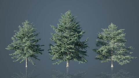 Deodar Cedar Trees