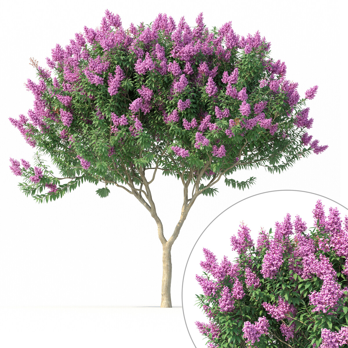 Дерево Crape Myrtle