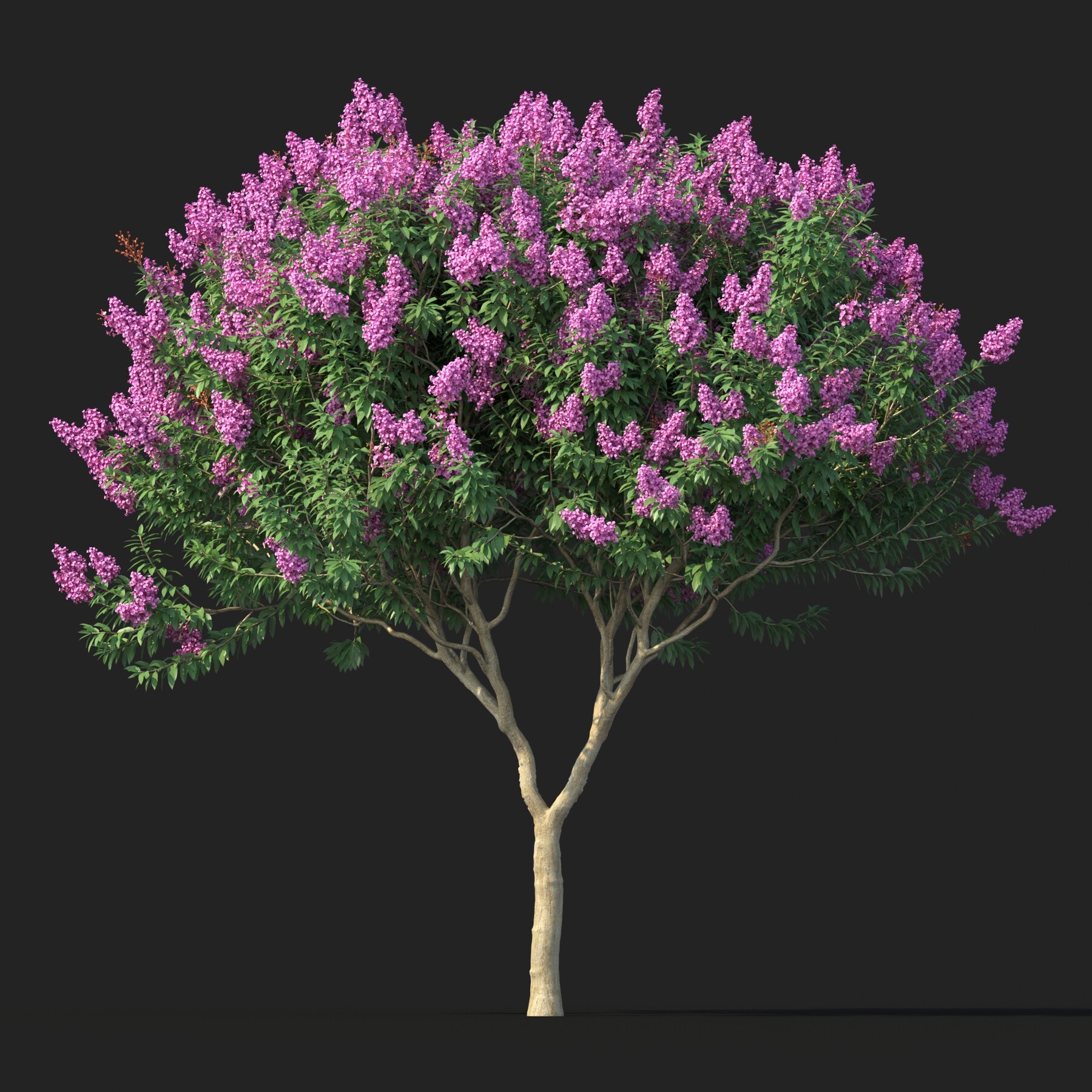 ArtStation - Tree Crape myrtle No 1 with flowers | Resources