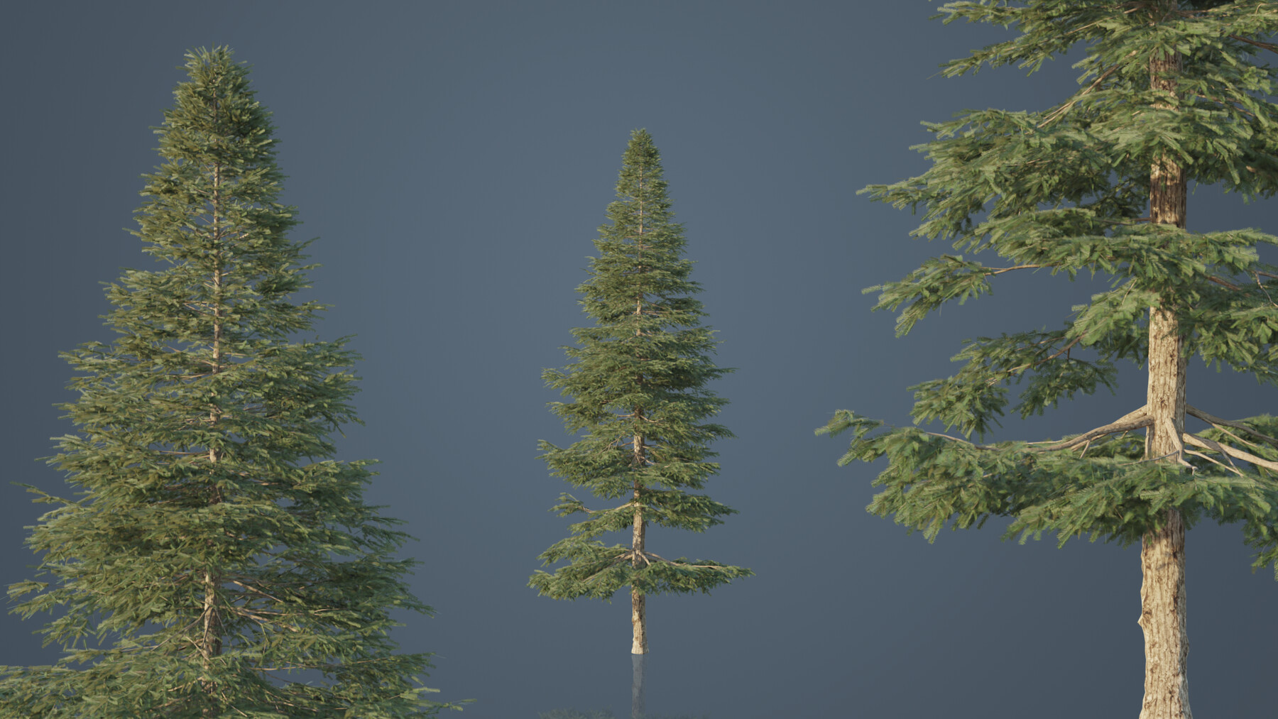 Bomi Red Spruce Trees