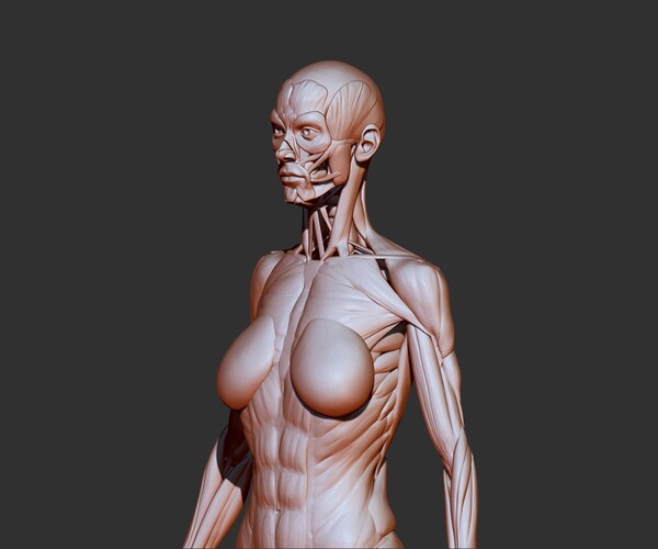 ArtStation - Female anatomy 3d print model | Resources