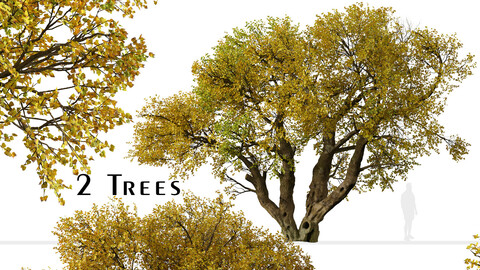 Set of Fremont cottonwood Tree (Populus fremontii) (2 Trees)