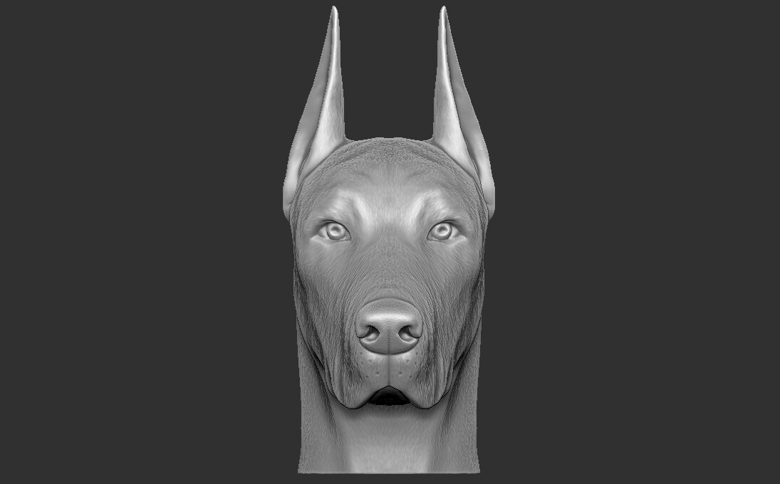 ArtStation - Dobermann head for 3D printing | Resources