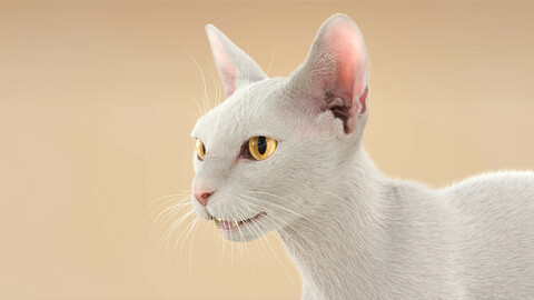 Cat ShortHair White Ornatrix