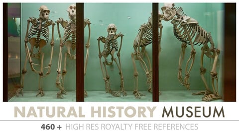 Horniman Nautral History Museum