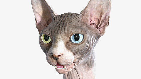 Sphynx Cat Head