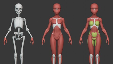 Stylized Female Anatomy