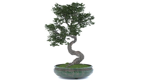 Bonsai in pottery vases