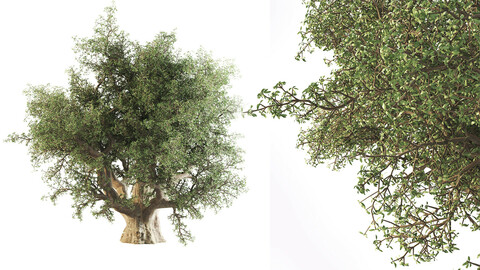 Thick Olive Tree