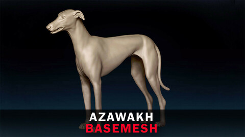 Azawakh Basemesh 3D model