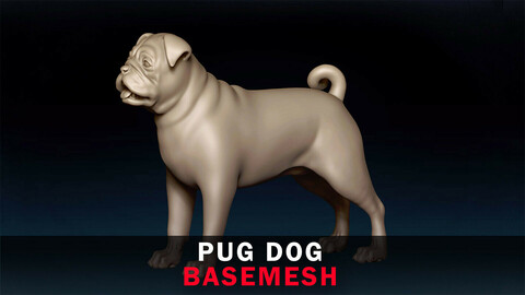 Pug Dog Basemesh 3D model