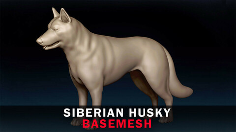 Siberian Husky Basemesh 3D model