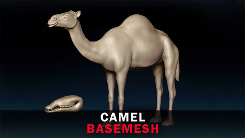 Camel Basemesh 3D model