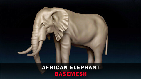 African Elephant Basemesh 3D model