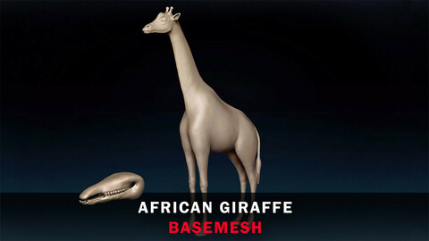 African Giraffe Basemesh 3D model