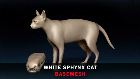 White Sphynx Cat Basemesh 3D model