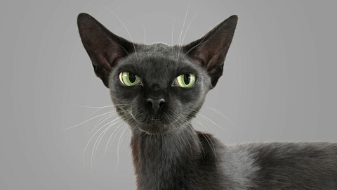Cat Black Fur Shorthair Rigged XGen Core