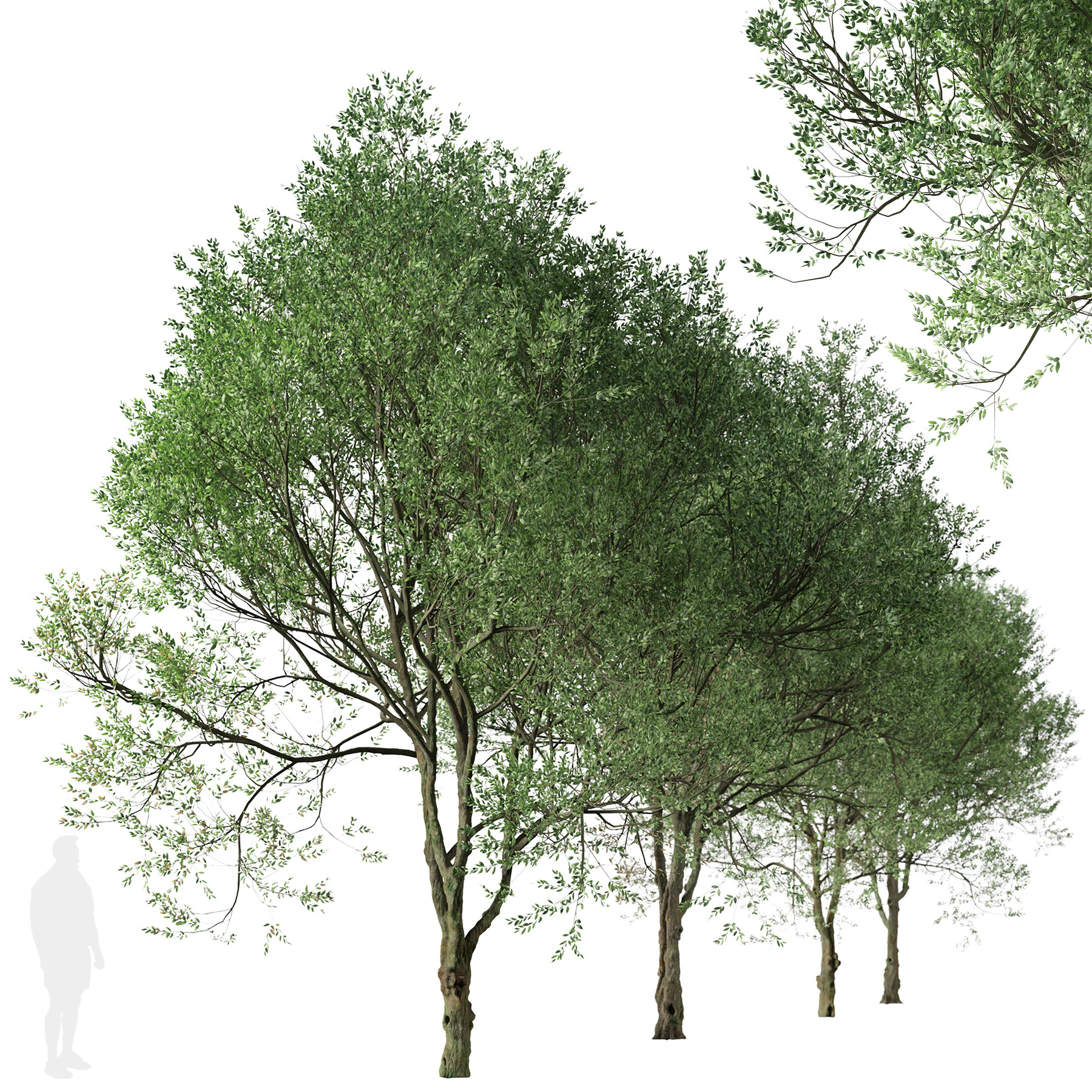 ArtStation - Set of Siberian elm Trees (Ulmus pumila) (2 Trees) | Resources