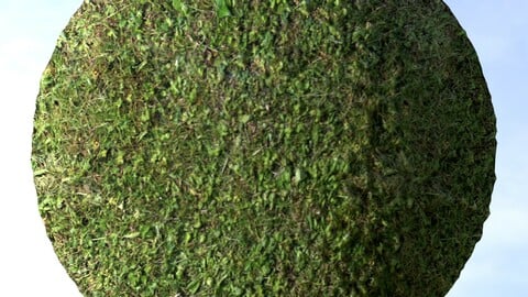 Grass 13 PBR Material