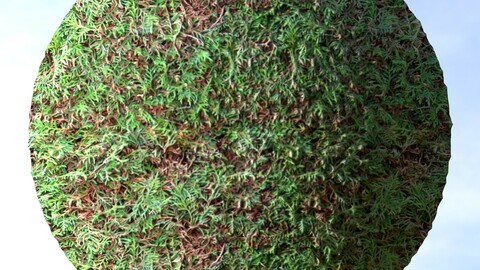 Hedge 2 PBR Material