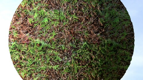 Hedge 5 PBR Material