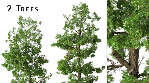 Set of Incense cedar Trees (Calocedrus decurrens) (2 Trees)