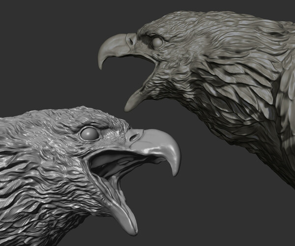 ArtStation - Bald Eagle head | Resources