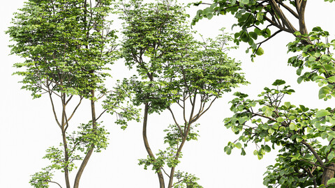 Beautiful 2Trees Hazel leave