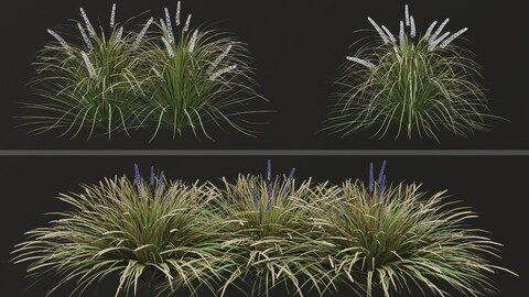 Set of Ophiopogon jaburan Plants (Dwarf lilyturf) (5 Plants)