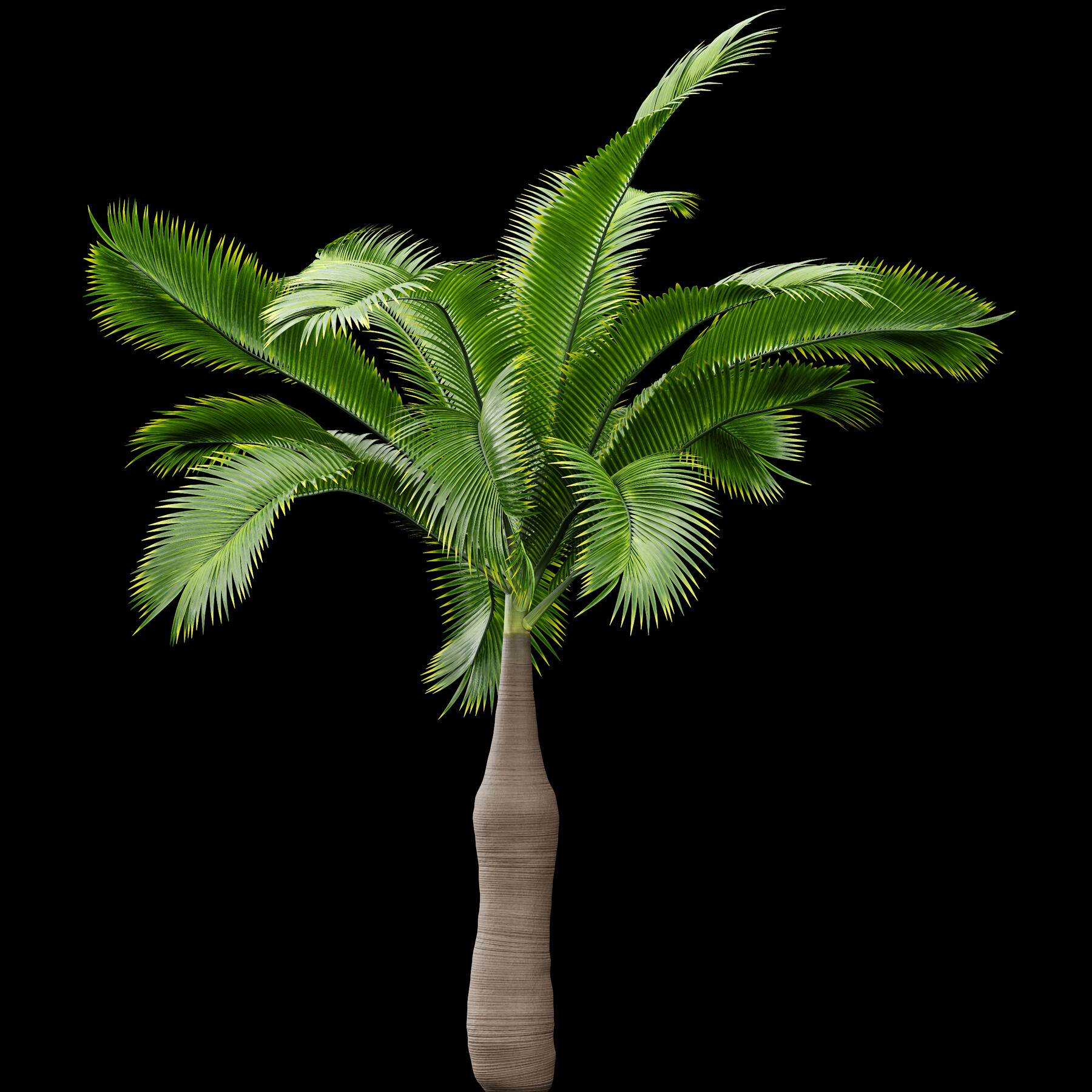 ArtStation Bottle Palm Tree Hyophorbe lagenicaulis Tall Resources
