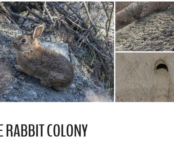 ArtStation - 198 photos of Rogue Rabbit Colony | Resources