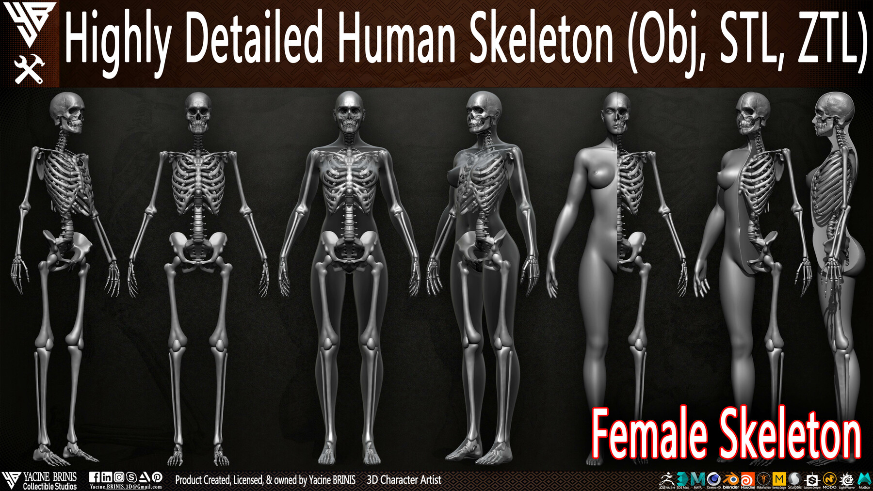 Female Human Skeleton