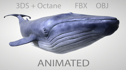 Blue Whale FBX OBJ & 3DS MAX + Octane Support